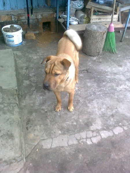 Александр Кацубо