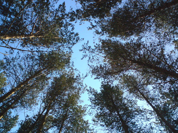 Загфар Давлетшин