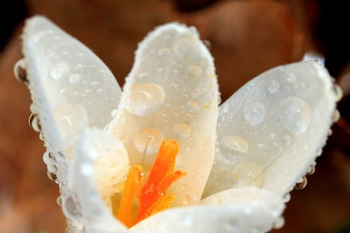 Наталия Николаева