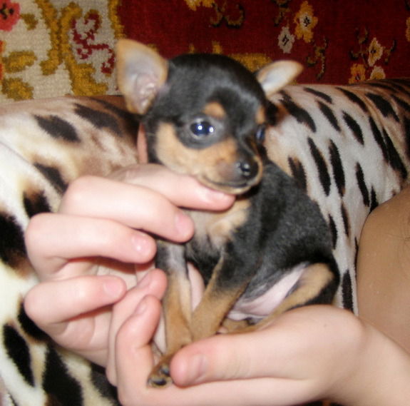 Ольга Браженко