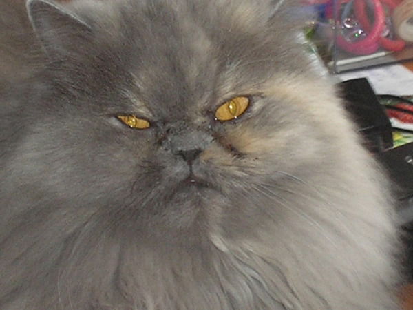 Елена Н*******