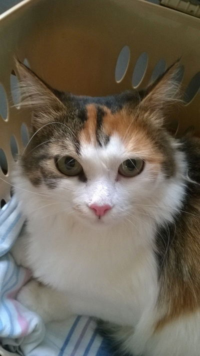 Анимешка Настя