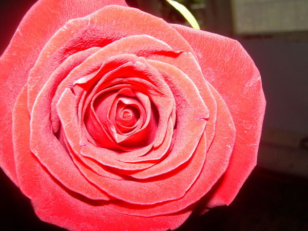 Гаяна Еремян