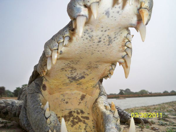 Кульбачный Александр