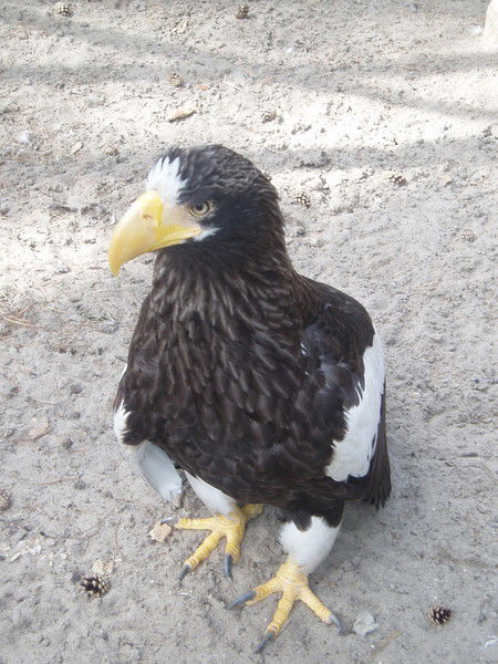 Воронюк Воронюк