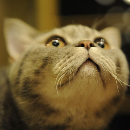 Лариса Емельянова