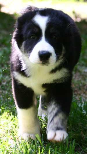 Гарик Гарик