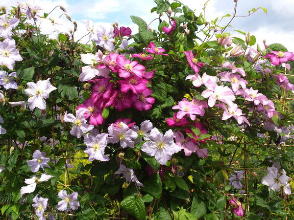 Любовь Полякова