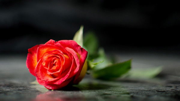 Ларисса Корниенко