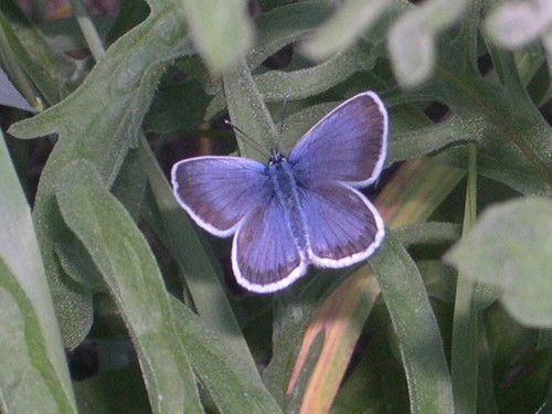 Лариса Макарова