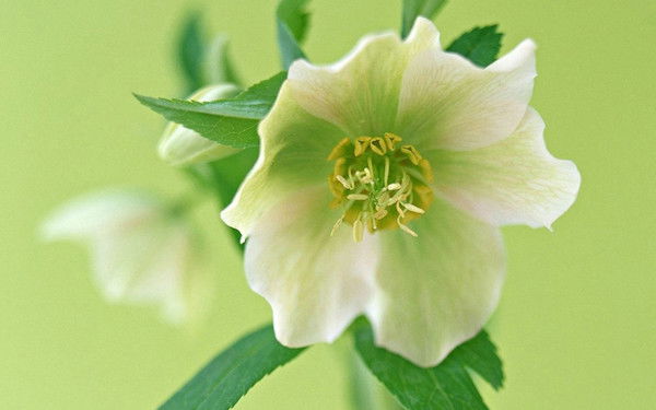 Лариса Таутиева