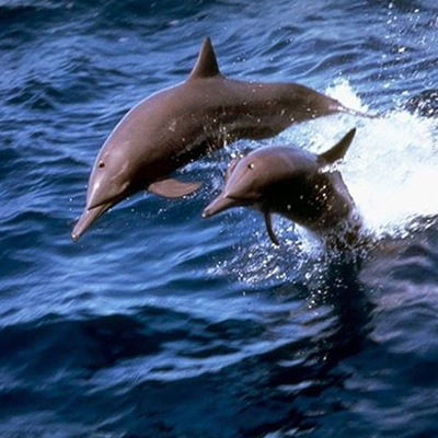 Анатолий Томачков