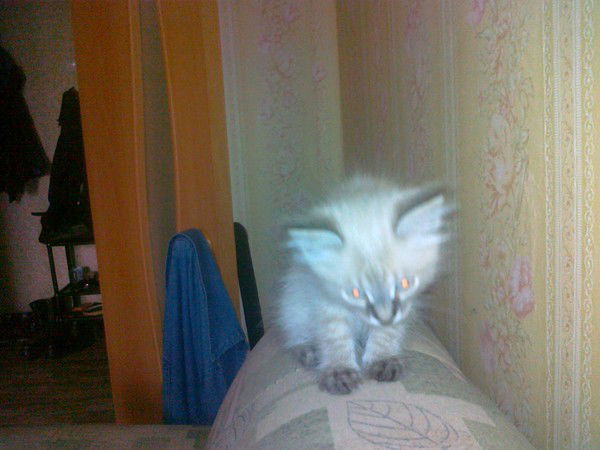 Даниил Паншин