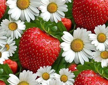 Чулпан Рахимова