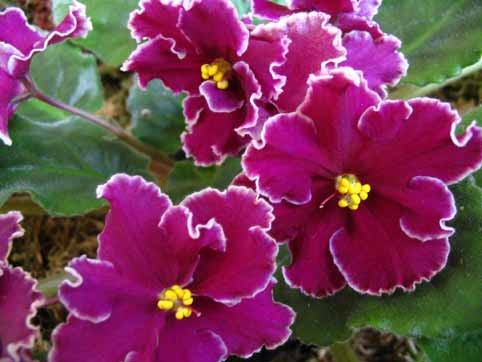 Лариса Строенко