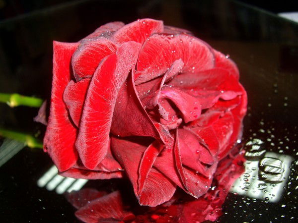 Aigerim Mamytkaliyeva