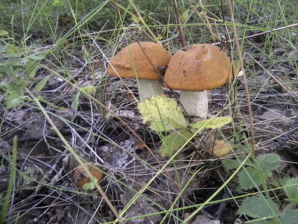 Людмила Кулыгина