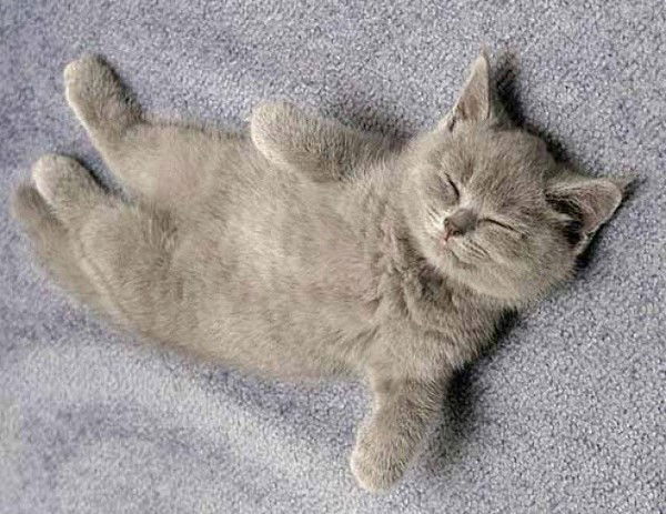 Елена Бобылёва