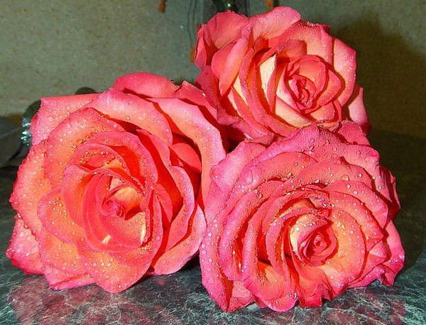 Татьяна Кревская