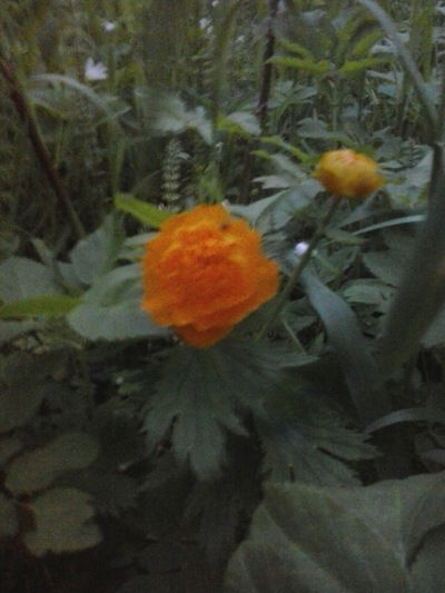 Жанна Янова