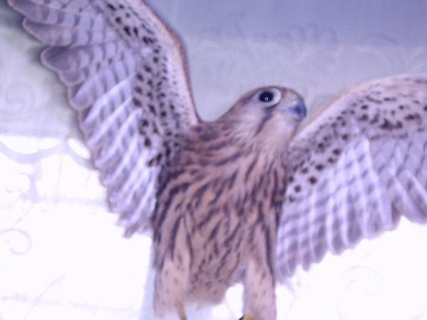 Денис Морозов