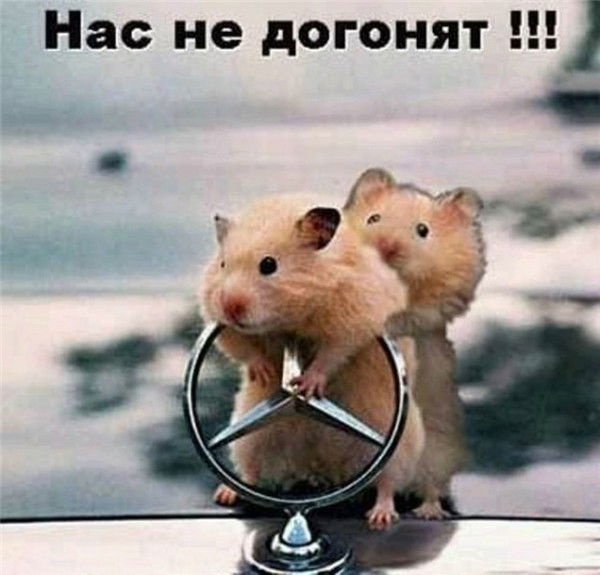 Алексей Карпачёв