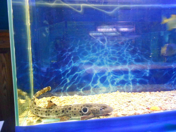 Ольга Мигунова