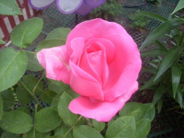 Ольга Шаталова