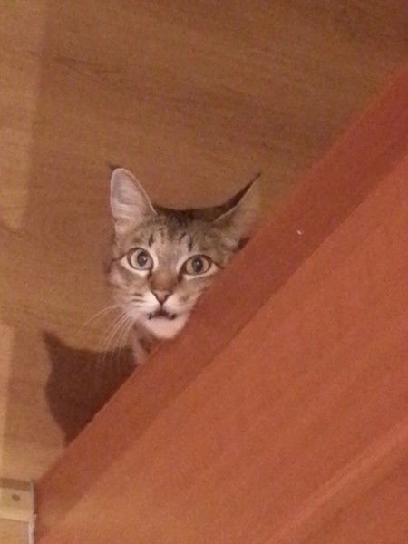 Ажар Куватбекова