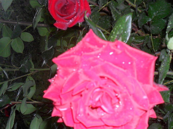 Жанар Мушатова