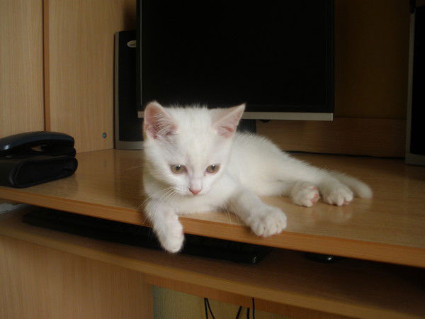 Елена Цыпленкова