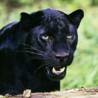 Марат Каюмов