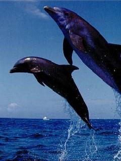 Гулдана Алпамысова