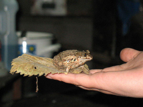 Татьяна Олинк