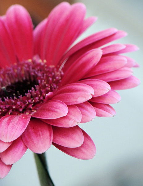 Елена Силантьева