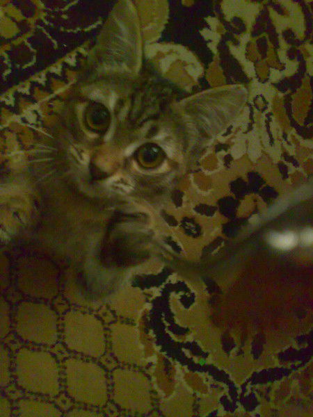 Евгения Логунцова