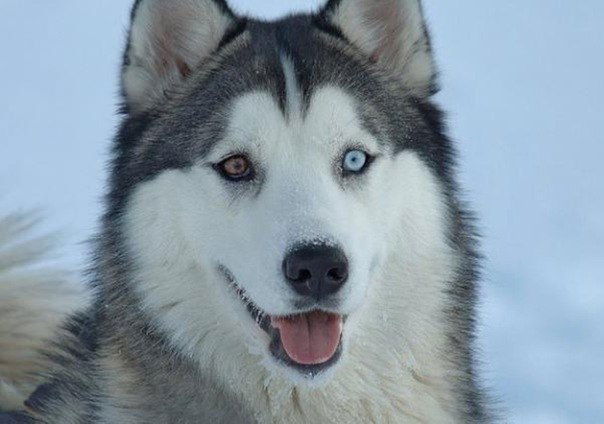 Влад Короткий