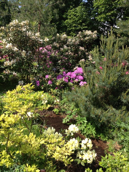 Линда Ленская