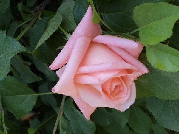 Татьяна Долженко