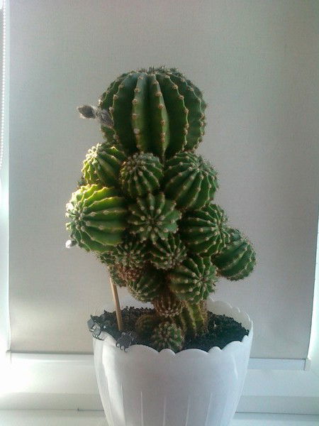 Ната Савченко