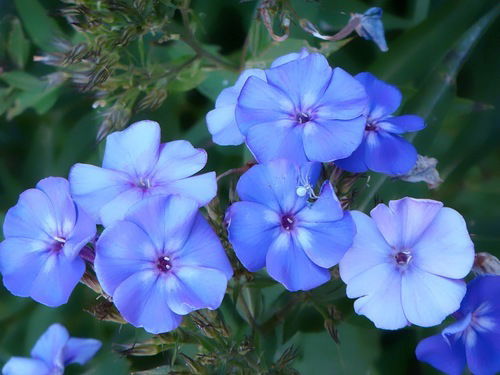 Ирина Колегова