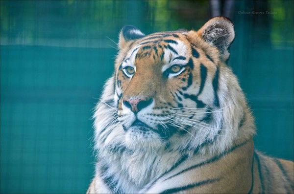 Михаил Матвеев