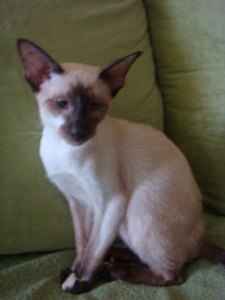 Яна Пароллдорп