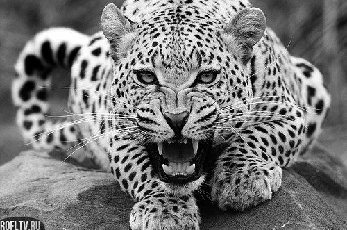 Зарина Ибраева