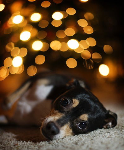 Оля Бухарова