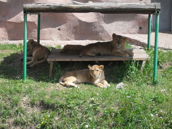 Денис Шаманов