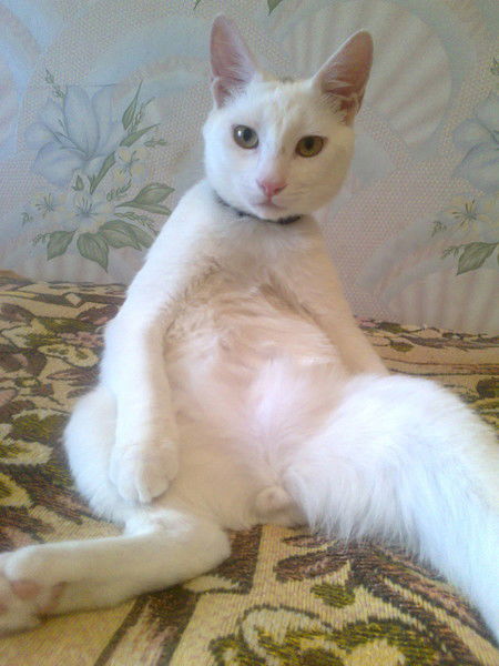 Rus Курбанов