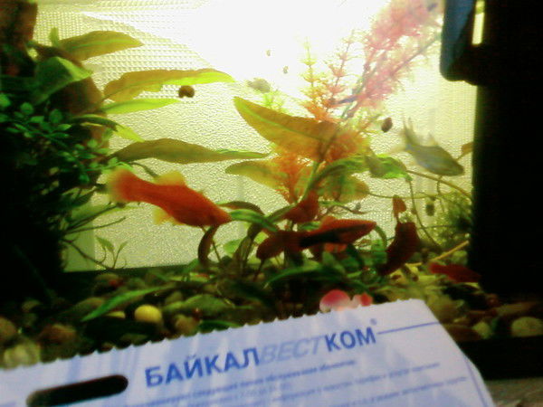 Татьяна Кочергина