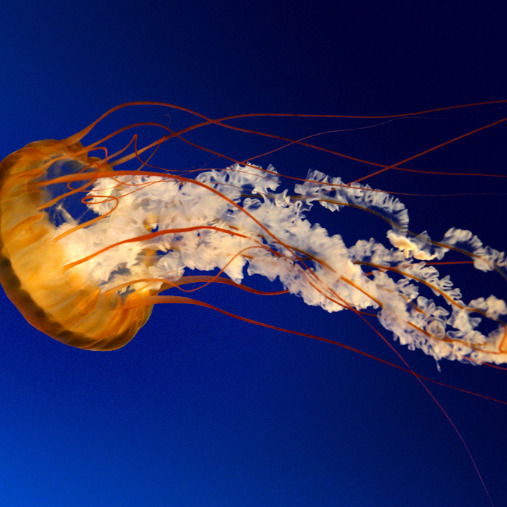 Закия Фархутдинова