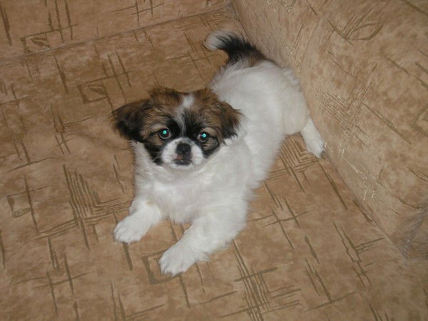 Анастасия Коряченко